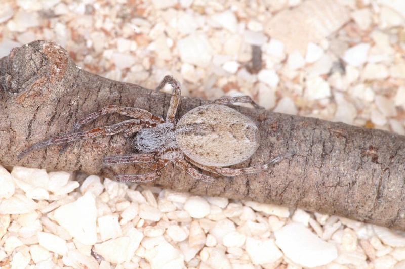 Phryganoporus_canididus_D3619_Z_85_Hamelin pool_Australie.jpg